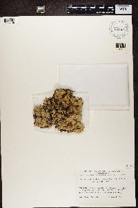 Cetrelia olivetorum image