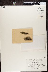 Cladonia botrytes image