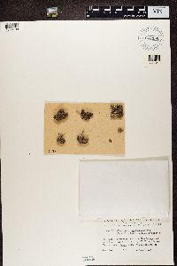Cladonia cariosa image