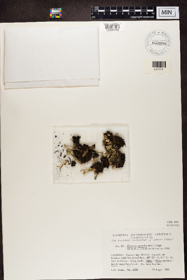 Cladonia sulphurina image