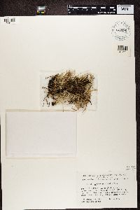 Cladonia gracilis image