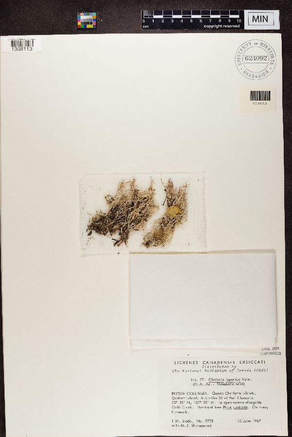 Cladonia japonica image