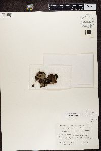 Dermatocarpon miniatum image