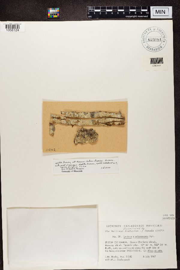 Lecidea albofuscescens image