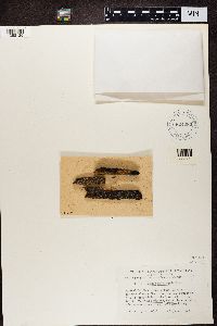 Carbonicola anthracophila image