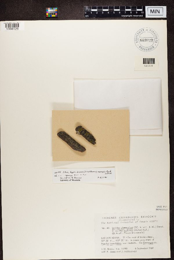 Lecidea glomerulosa image