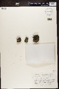 Trapeliopsis granulosa image