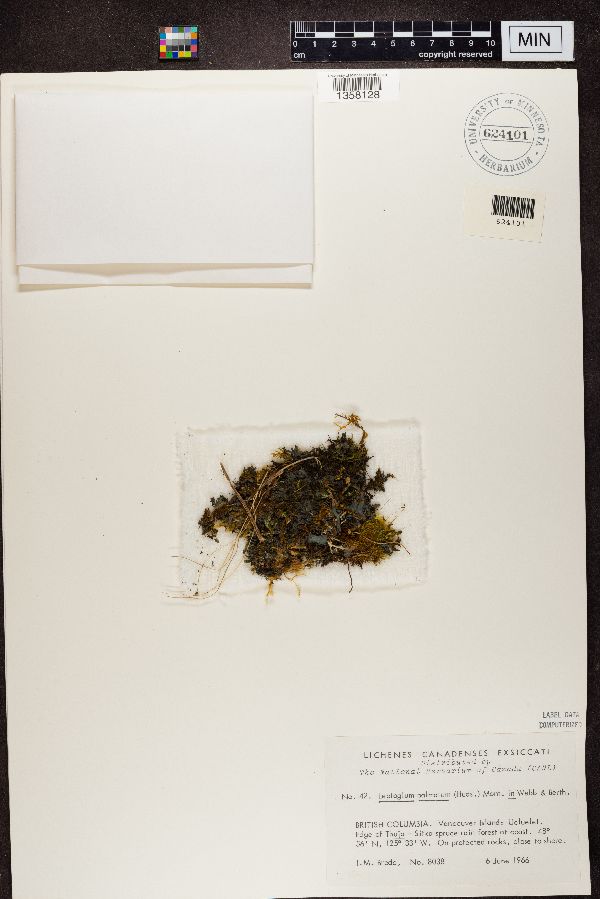 Leptogium palmatum image