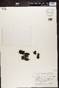 Leptogium palmatum image