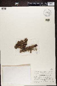 Media resource of Nephroma bellum