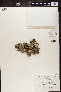 Parmotrema arnoldii image