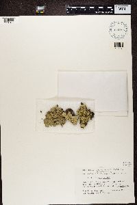 Flavopunctelia flaventior image