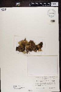 Peltigera canina image