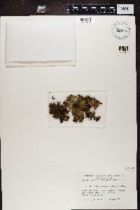 Peltigera polydactyla image