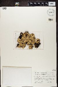 Platismatia norvegica image