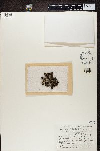 Platismatia tuckermanii image