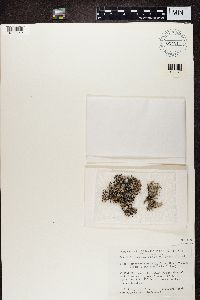 Pseudevernia consocians image