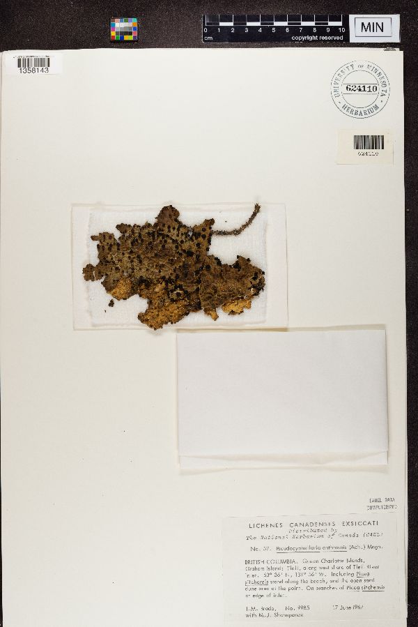 Pseudocyphellaria anthraspis image