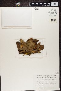 Pseudocyphellaria anthraspis image