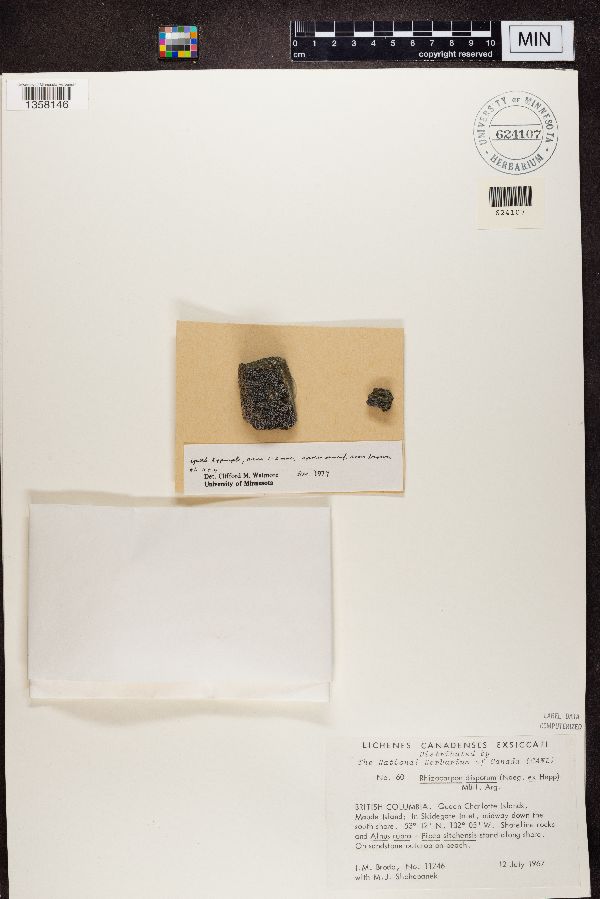 Rhizocarpon disporum image