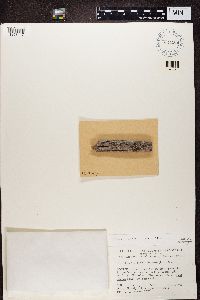 Rinodina archaea image