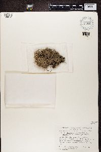 Stereocaulon vesuvianum image