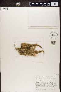 Usnea cavernosa image