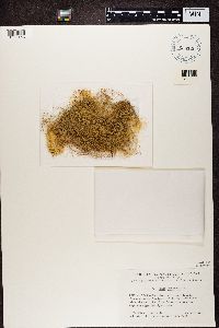 Usnea longissima image