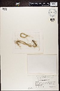 Usnea longissima image