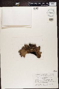 Umbilicaria mammulata image