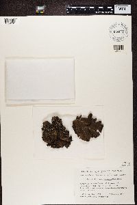 Umbilicaria muehlenbergii image