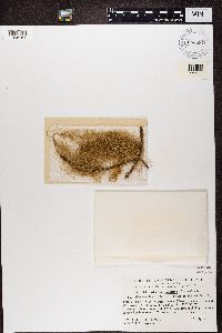 Bryoria capillaris image