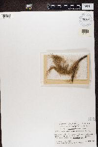 Bryoria capillaris image