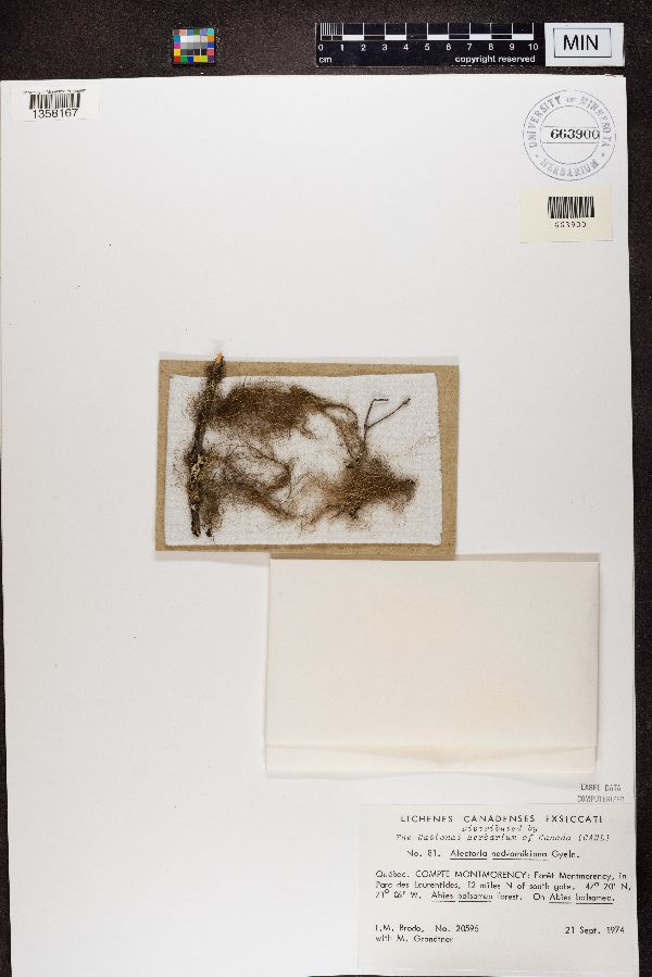 Bryoria nadvornikiana image