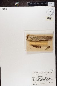 Calicium lenticulare image