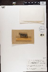 Calicium trabinellum image