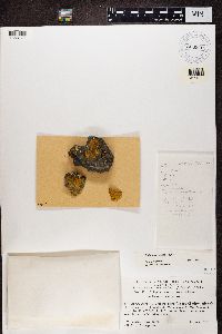 Caloplaca marina image