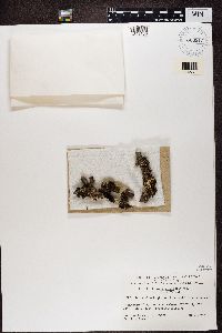 Tuckermanopsis ciliaris image