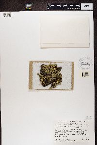 Usnocetraria oakesiana image