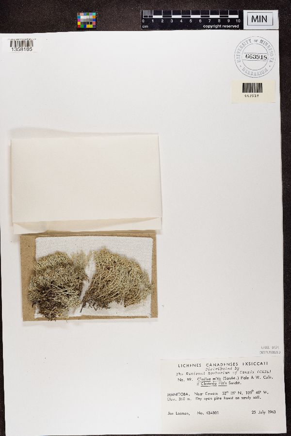 Cladina arbuscula subsp. mitis image