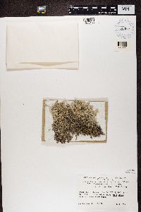 Cladonia rangiferina image