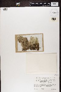 Cladonia stellaris image