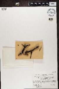 Collema furfuraceum image