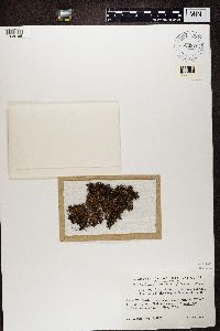 Cetraria aculeata image