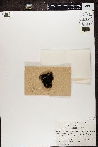 thumbnail image of current specimen