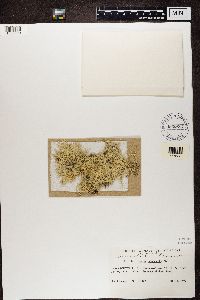 Evernia mesomorpha image