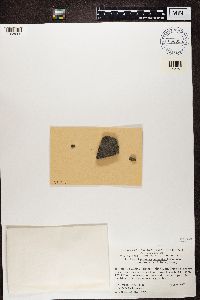 Thumbnail image of current specimen