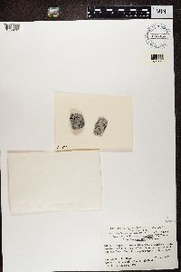 Image of Haplocarpon macrocarpum