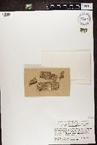 Lecanora cinereofusca image