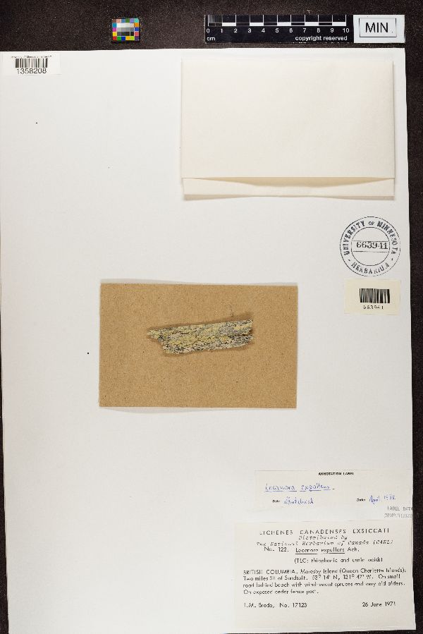 Lecanora expallens image